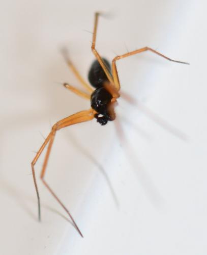 Réf. 248 494 : Tenuiphantes sp.